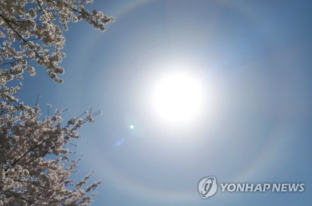 3月31日，在櫻花盛開的春天裡，濟州市天氣晴朗，陽光明媚溫暖，太陽周圍形成一圈圓圓的日暈。日暈，又叫圓虹，一種大氣光學現象，是日光通過卷層雲時，受到冰晶的折射或反射而形成的。