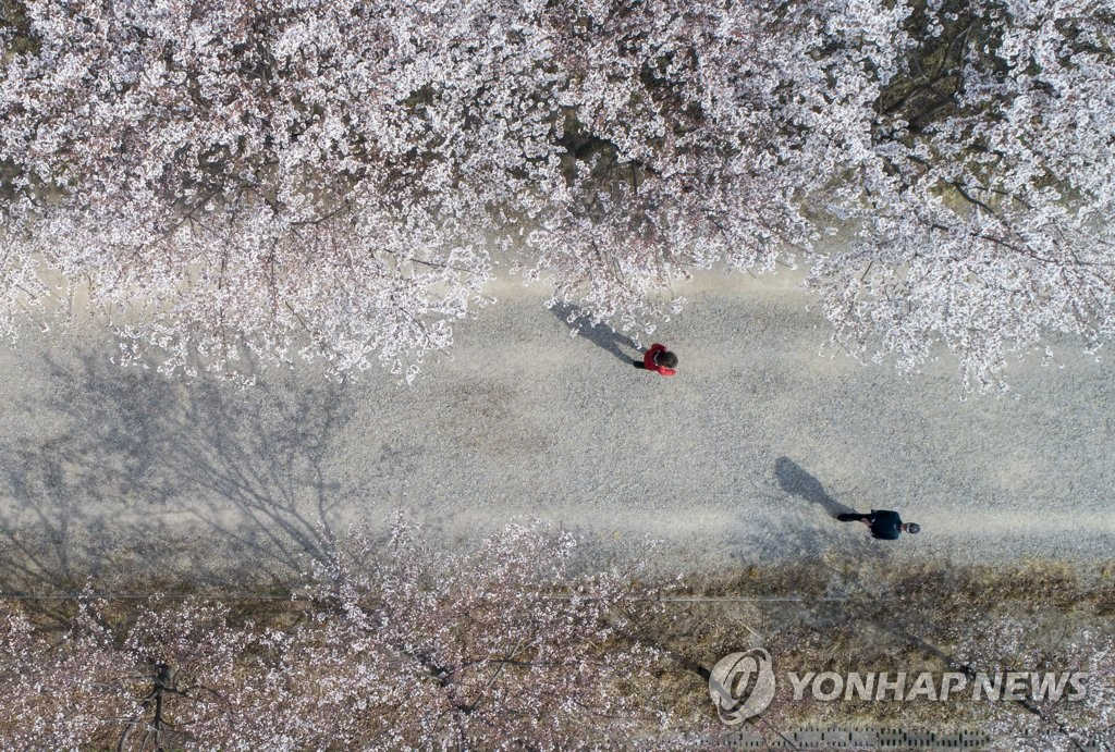 3月31日下午，市民們在京畿道河南漢江邊櫻花樹下彼此分散而行，享受著散步帶來的閑情逸致。