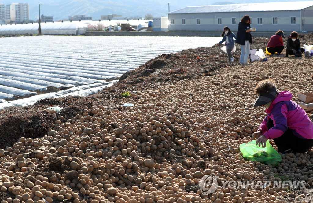 4月13日，在江原春川市牛头洞，居民们正在捡一家农户放在路边的土豆。