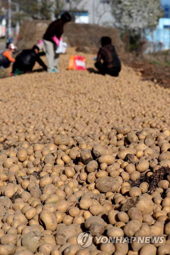 4月13日，在江原春川市牛頭洞，居民們正在撿一家農戶放在路邊的土豆。