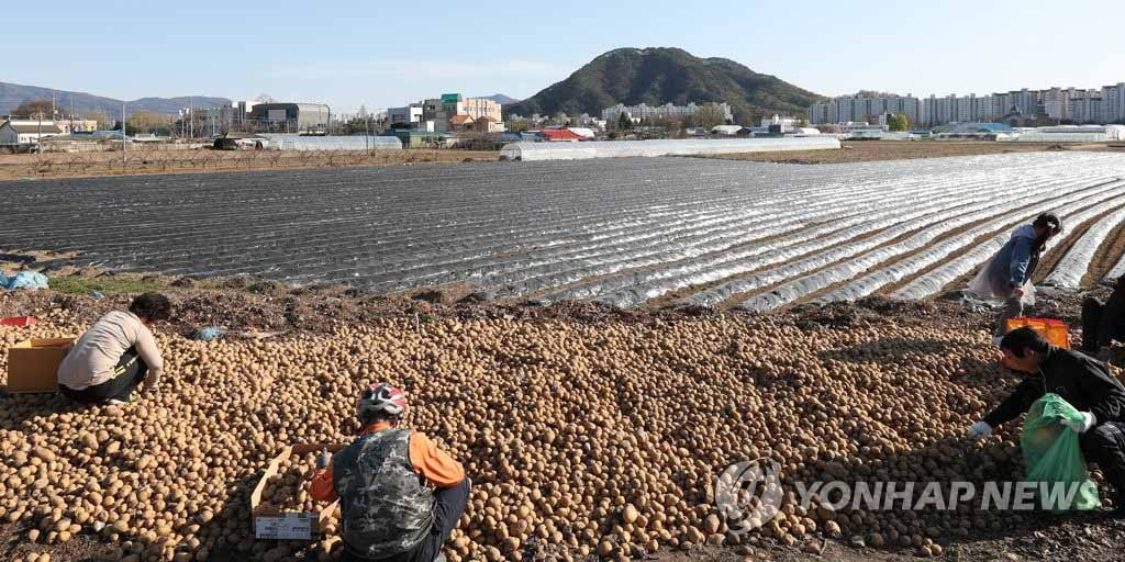 4月13日，在江原春川市牛頭洞，居民們正在撿一家農戶放在路邊的土豆。