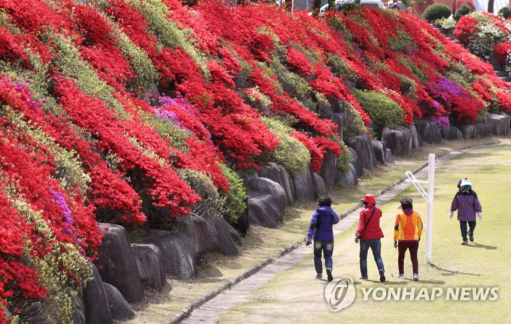22日下午，市民们正在火红杜鹃花盛开的光州北区东江大学操场散步。