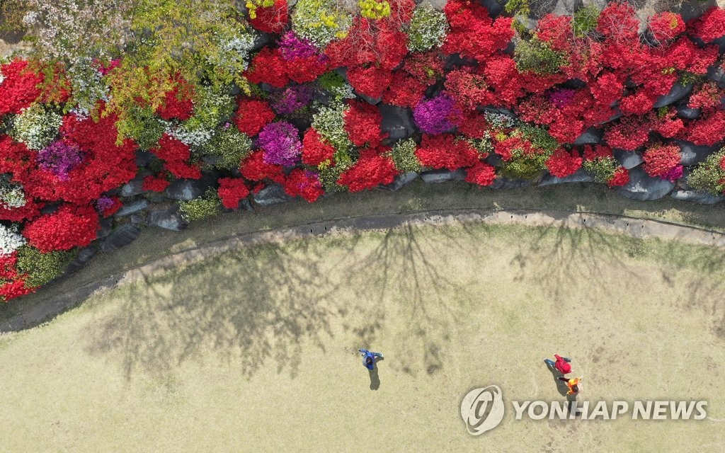 22日下午，市民们正在火红杜鹃花盛开的光州北区东江大学操场散步，陶醉其间。