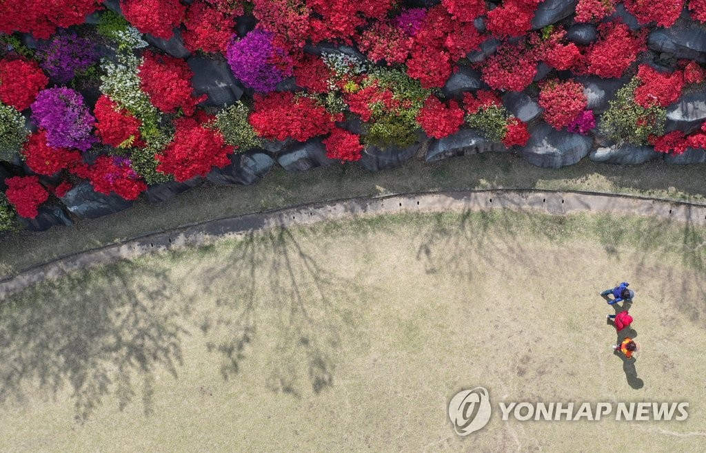 22日下午，市民们正在火红杜鹃花盛开的光州北区东江大学操场散步，陶醉其间。