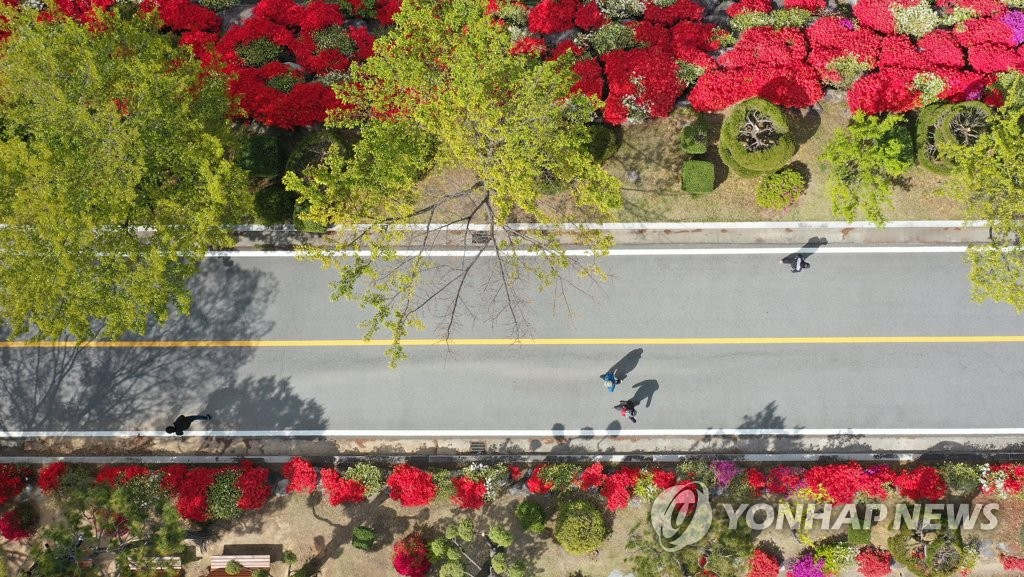 22日下午，市民们正在火红杜鹃花盛开的光州北区东江大学校园周围散步，陶醉其间。