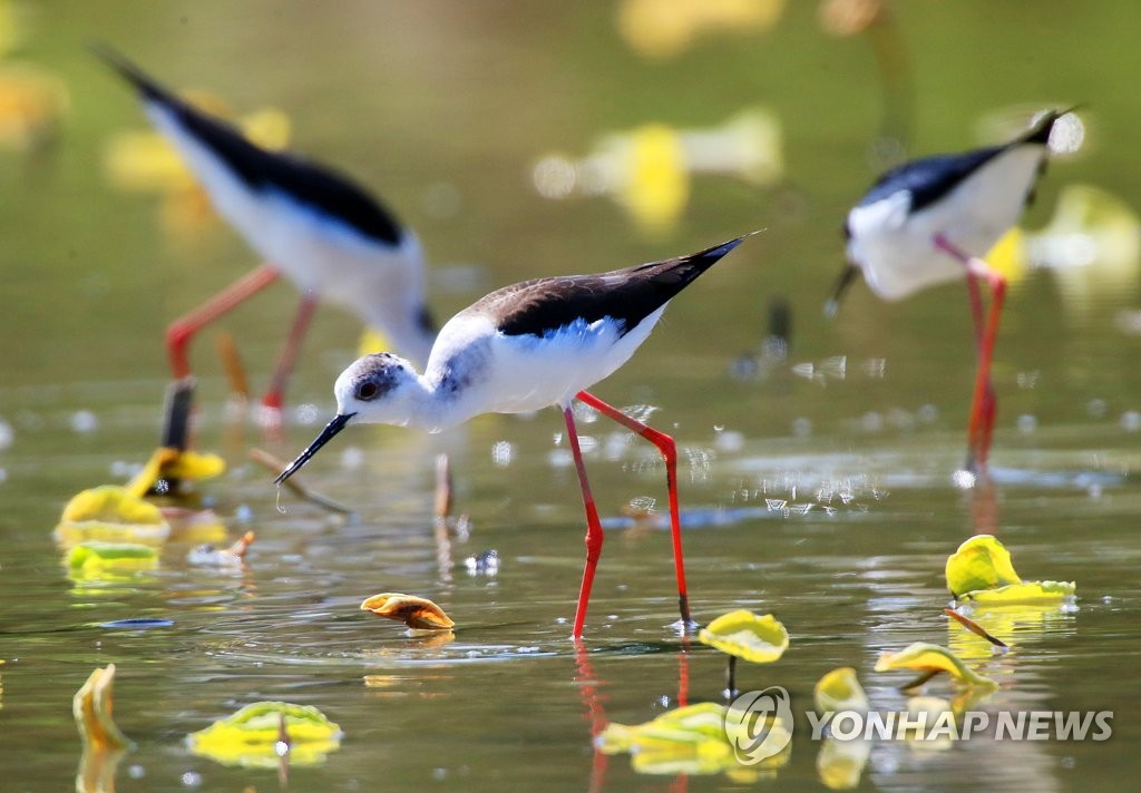 26日，慶南昌原市候鳥棲息地義昌區注南池塘內，長腳鷸正在休憩。