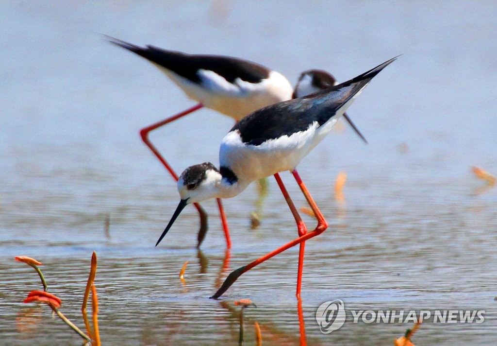 26日，慶南昌原市候鳥棲息地義昌區注南池塘內，長腳鷸正在休憩。