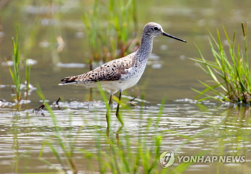 26日，慶南昌原市候鳥棲息地義昌區注南池塘內，紅腳鷸正在“歇腳”。