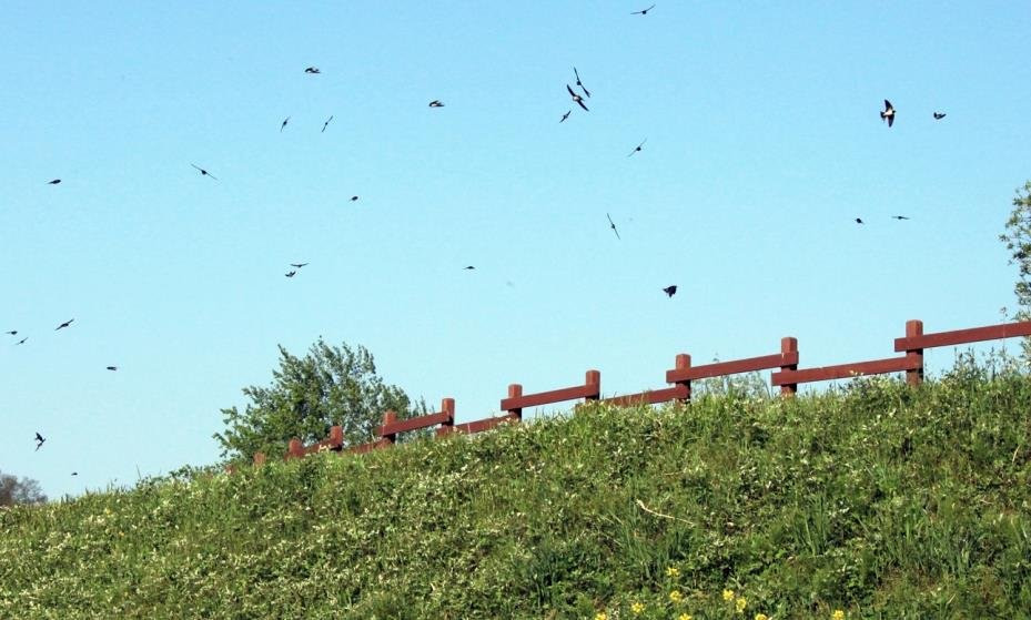 24日，慶南昌原市候鳥棲息地注南池塘迎來燕群。據推算，燕子可達到500多隻。