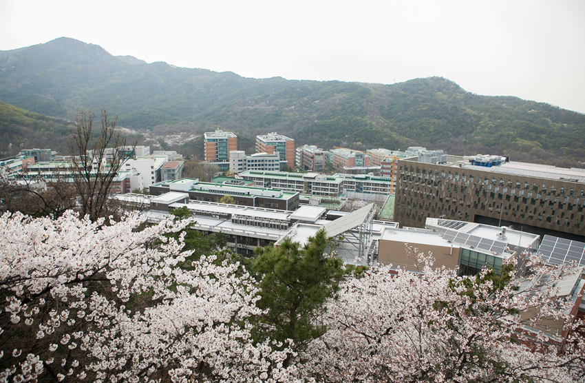 首爾大學校園春景 圖源：首爾大官網