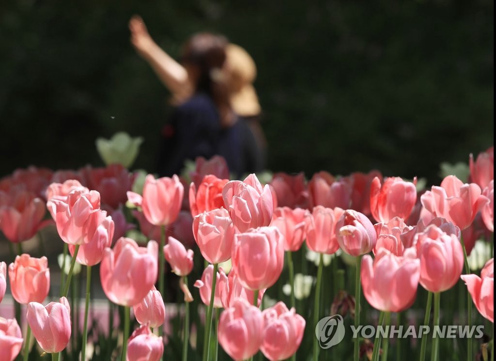 5月6日，“首爾林”公園郁金香芬芳盛開。
