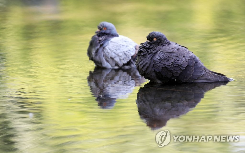 5月6日，在“首爾林”公園，兩隻鴿子浮在池塘水面上消暑。
