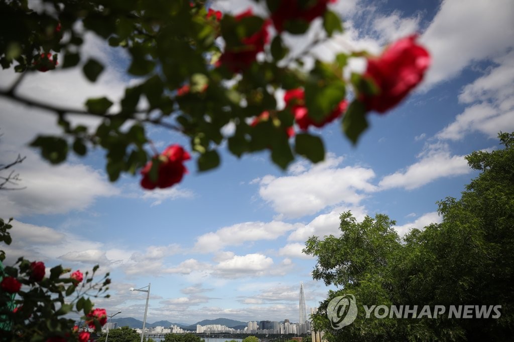 清潭樹脂公園盛放的玫瑰與首爾的藍天白雲構成一幅絕美畫卷。