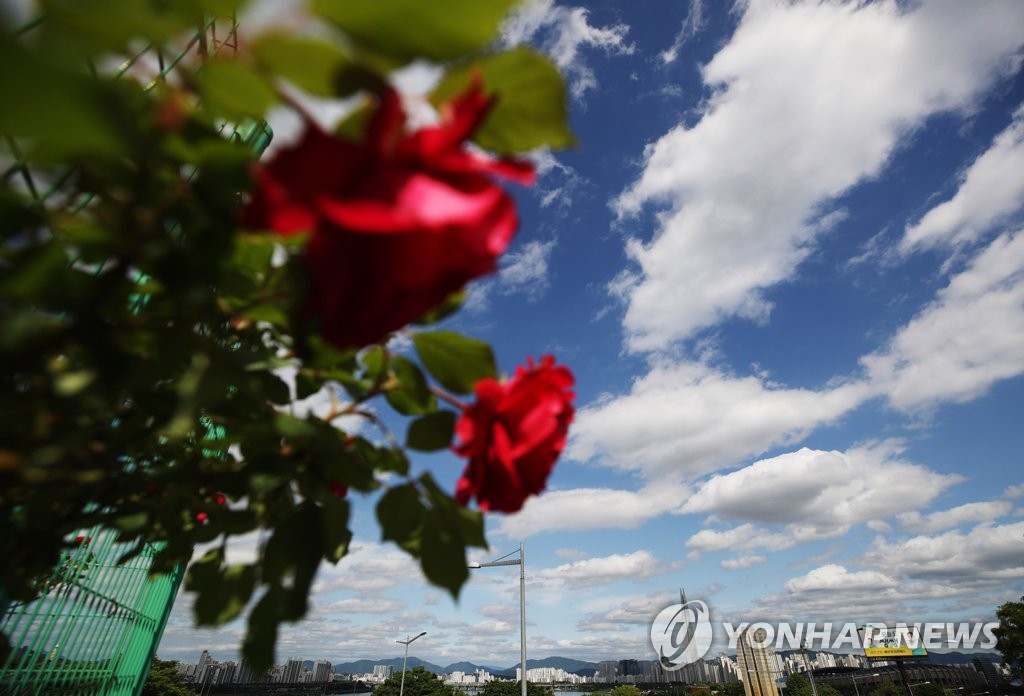 清潭樹脂公園盛放的玫瑰與首爾的藍天白雲構成一幅絕美畫卷。