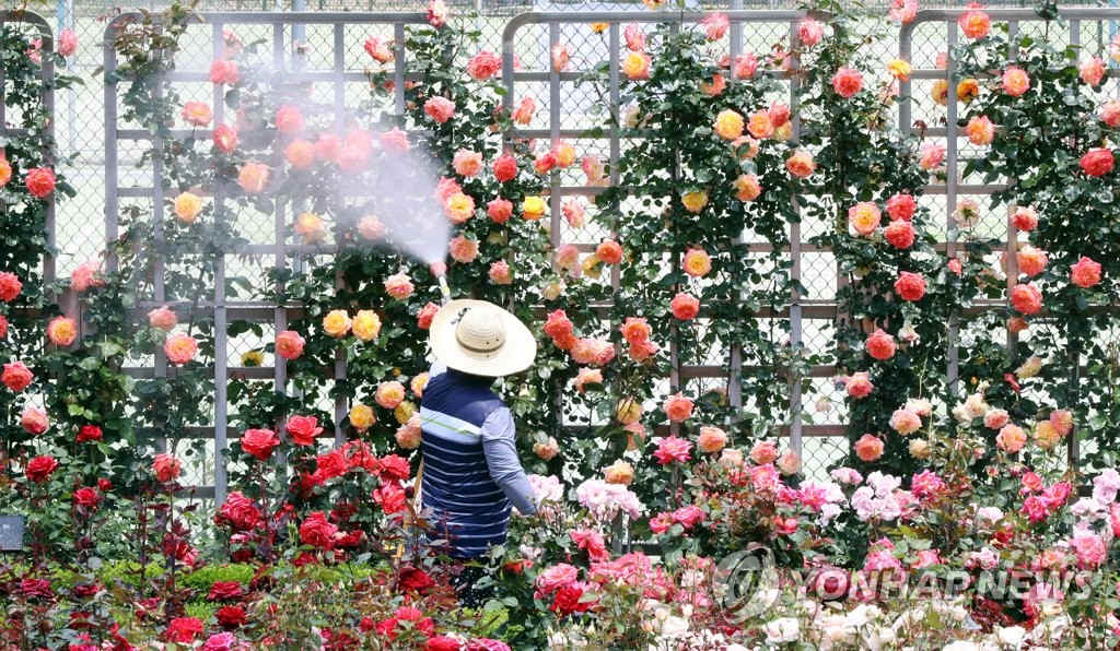 21日上午，光州東區某大學玫瑰園的管理人員正在給盛放的玫瑰澆水。
