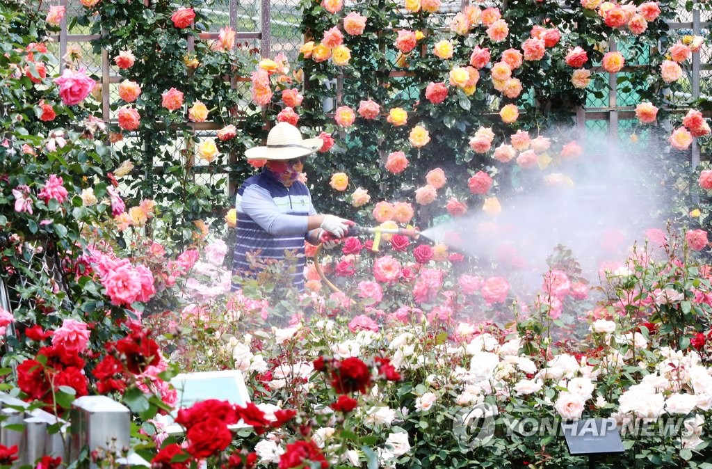 21日上午，光州東區某大學玫瑰園的管理人員正在給盛放的玫瑰澆水。