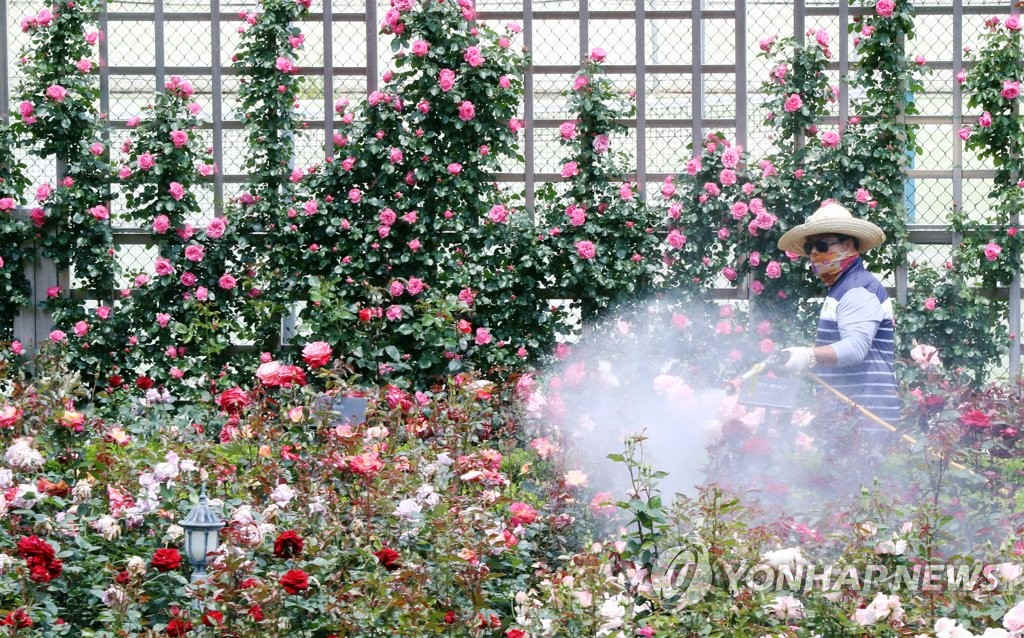 21日上午，光州東區某大學玫瑰園的管理人員正在為色彩繽紛的玫瑰澆水。
