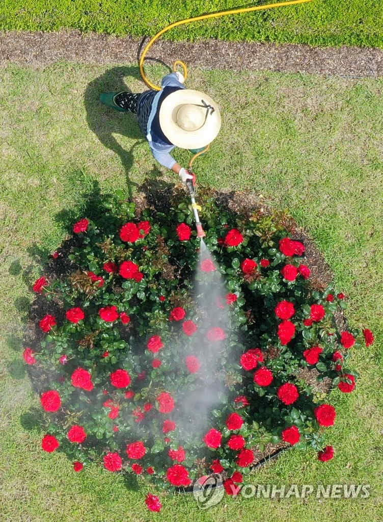 21日上午，光州東區某大學玫瑰園的管理人員正在為盛放的玫瑰澆水。