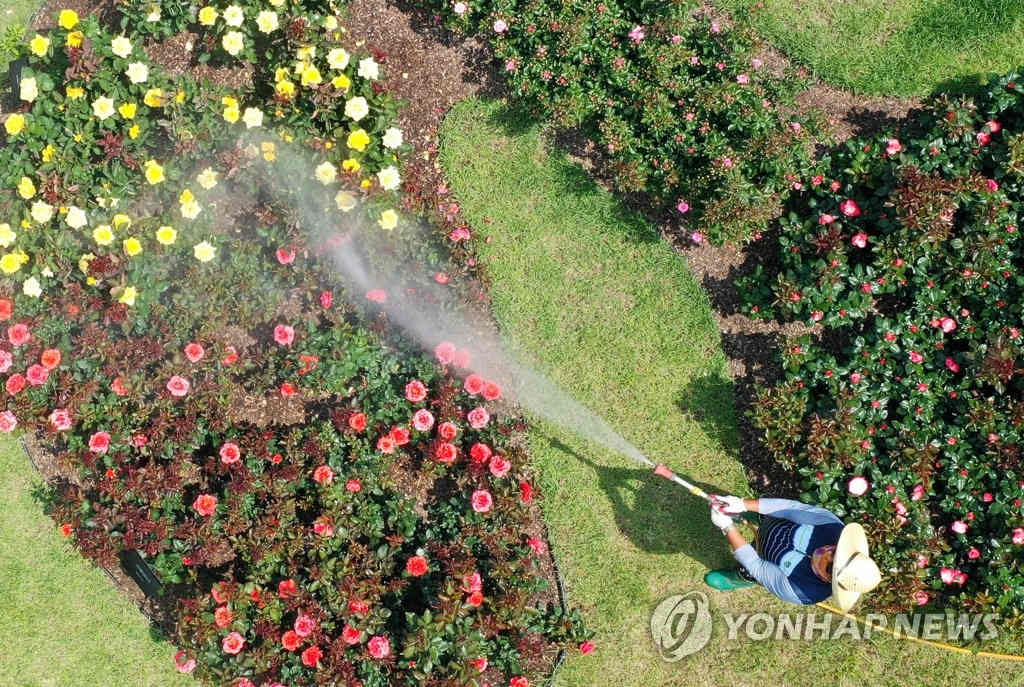 21日上午，光州東區某大學玫瑰園的管理人員正在為色彩繽紛的玫瑰澆水。