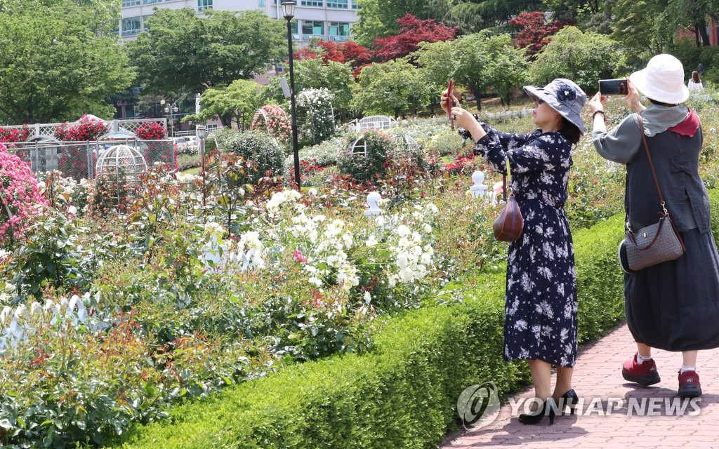 21日上午，由於光州東區某大學玫瑰園內部並未開放，一市民在園外拍攝玫瑰照片。