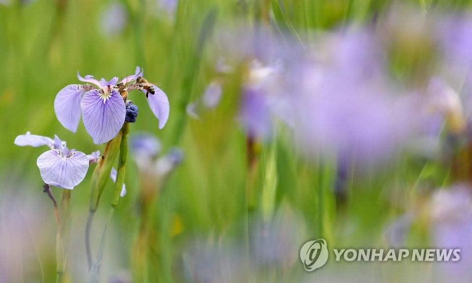 22日下午，在首爾植物生態園“菖蒲園”，蜜蜂正在採花釀蜜。