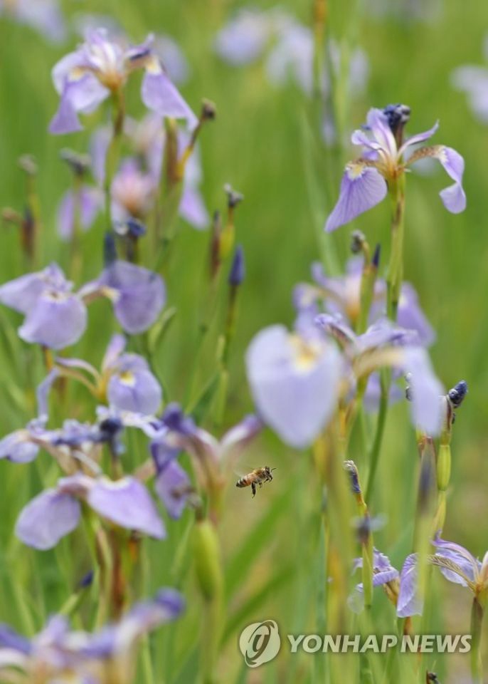 22日下午，在首爾植物生態園“菖蒲園”，蜜蜂正在採花釀蜜。