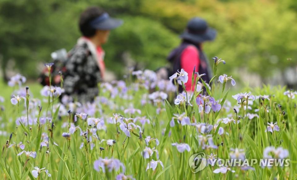 22日下午，在首爾植物生態園“菖蒲園”，不少游客來此郊游賞花。