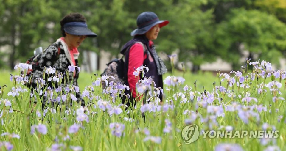 22日下午，在首爾植物生態園“菖蒲園”，不少游客來此郊游賞花。