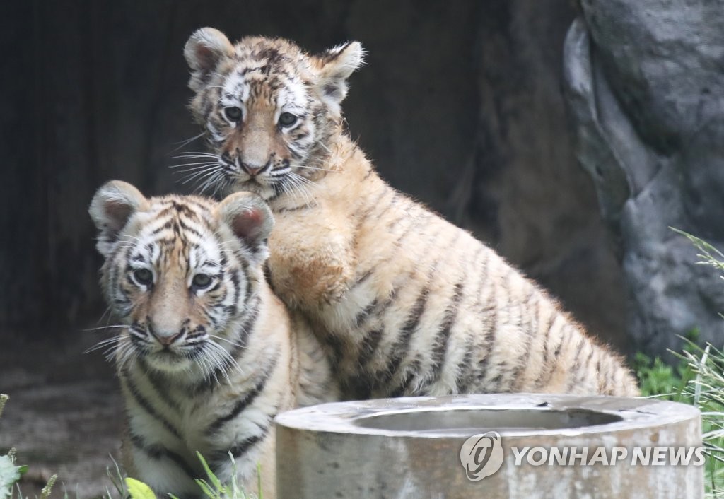21日上午，在京畿道龍仁市愛寶樂園，韓國虎兄妹即將迎來出生百天。