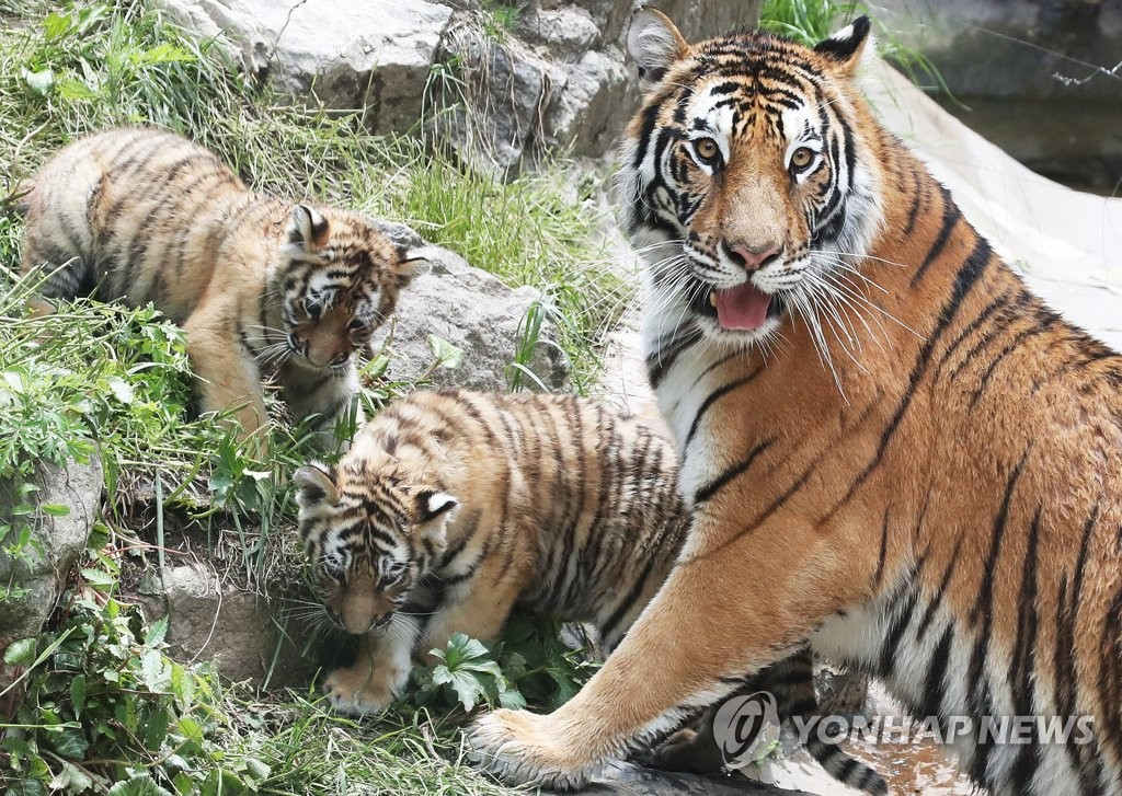 21日上午，在京畿道龍仁市愛寶樂園，虎媽媽溫柔照看小虎兄妹。