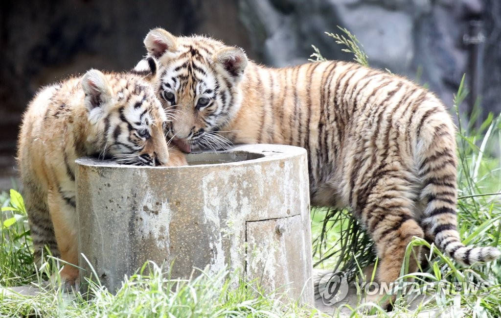 21日上午，在京畿道龍仁市愛寶樂園，韓國虎兄妹正在大口飲水。