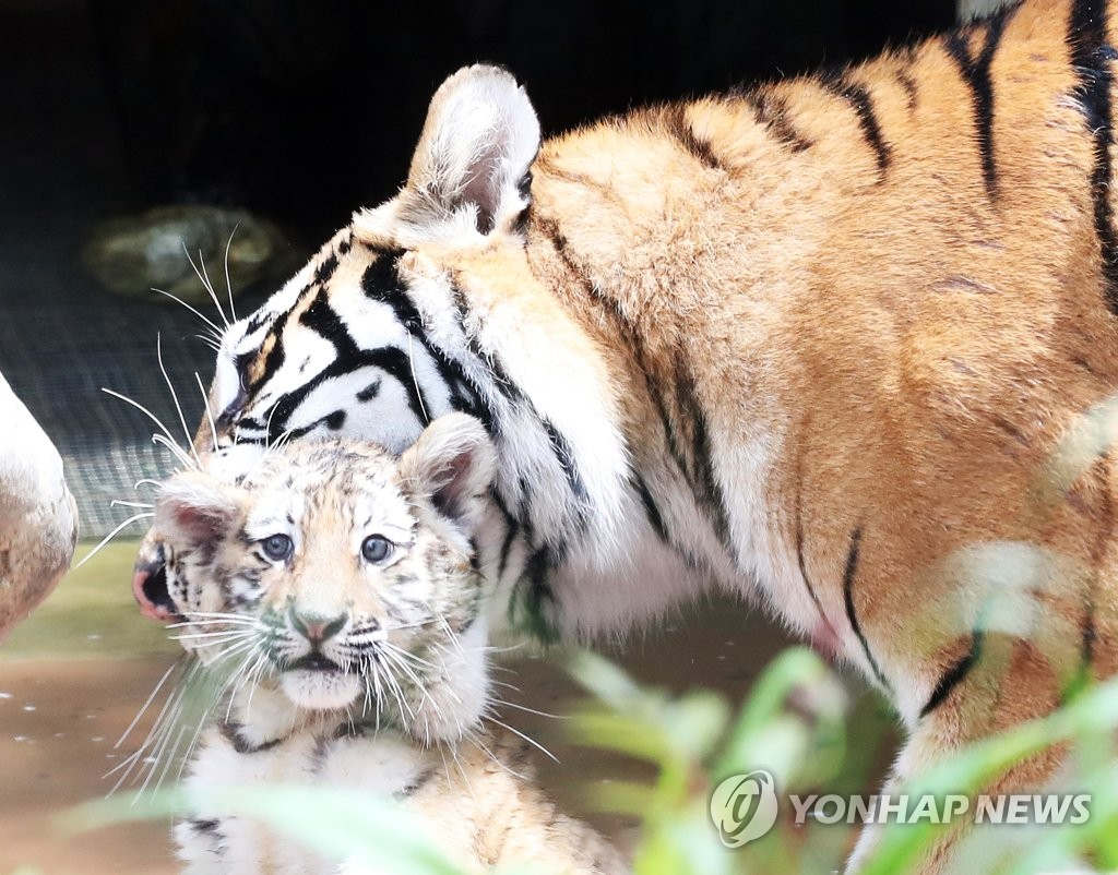 21日上午，在京畿道龍仁市愛寶樂園，虎媽媽叼著虎寶寶移動。