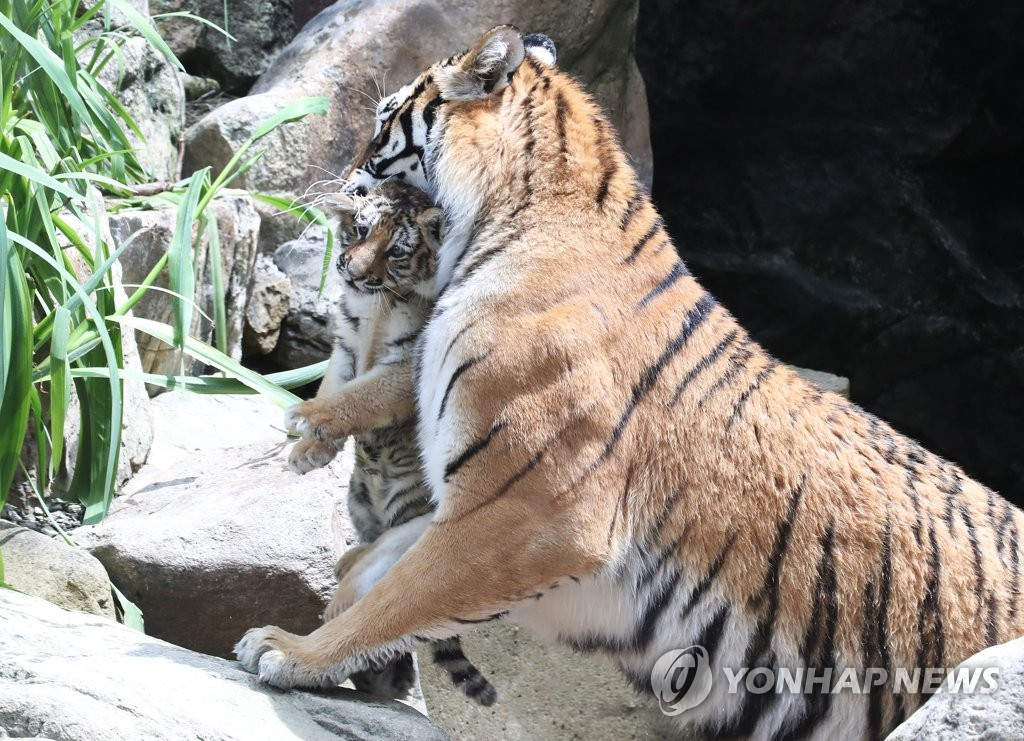 21日上午，在京畿道龍仁市愛寶樂園，虎媽媽叼著虎寶寶移動。