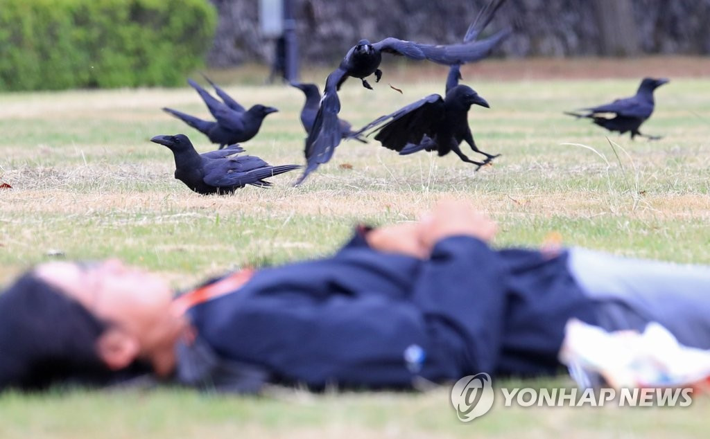 11日上午，濟州市奉蓋洞某公園內，一群烏鴉虎視眈眈地盯著前來休息市民手裡的一袋餅干。