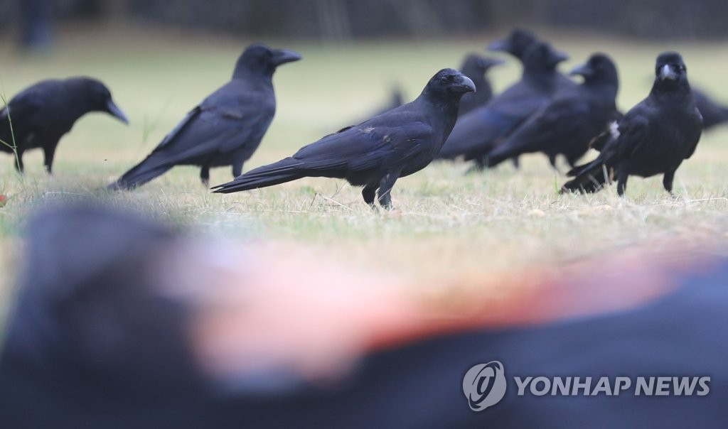 11日上午，濟州市奉蓋洞某公園內，一群烏鴉虎視眈眈地盯著前來休息市民手裡的一袋餅干。