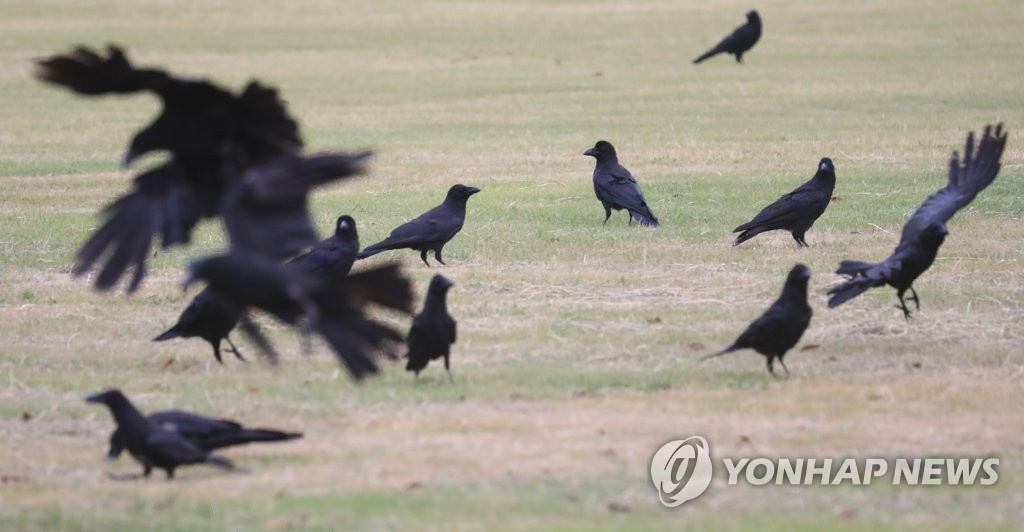 11日上午，濟州市奉蓋洞某公園內，一群烏鴉正在覓食。