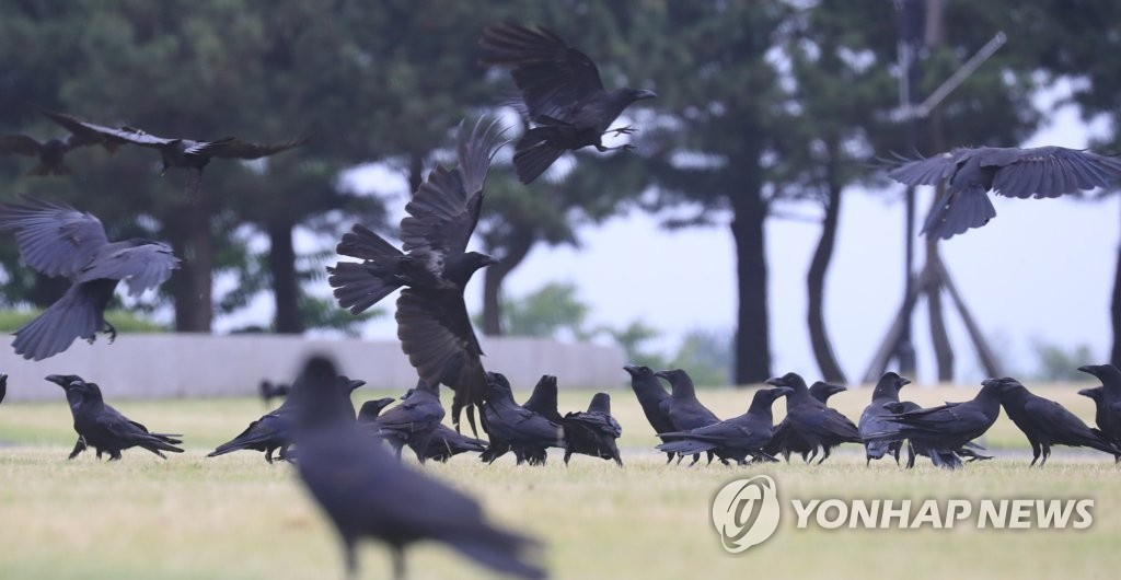 11日上午，濟州市奉蓋洞某公園內，一群烏鴉正在覓食。