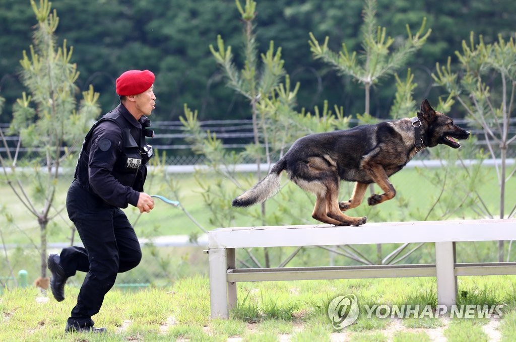 6月11日下午，在大田市儒城區細洞警犬綜合訓練中心，訓導員正在指導警犬越過障礙物。