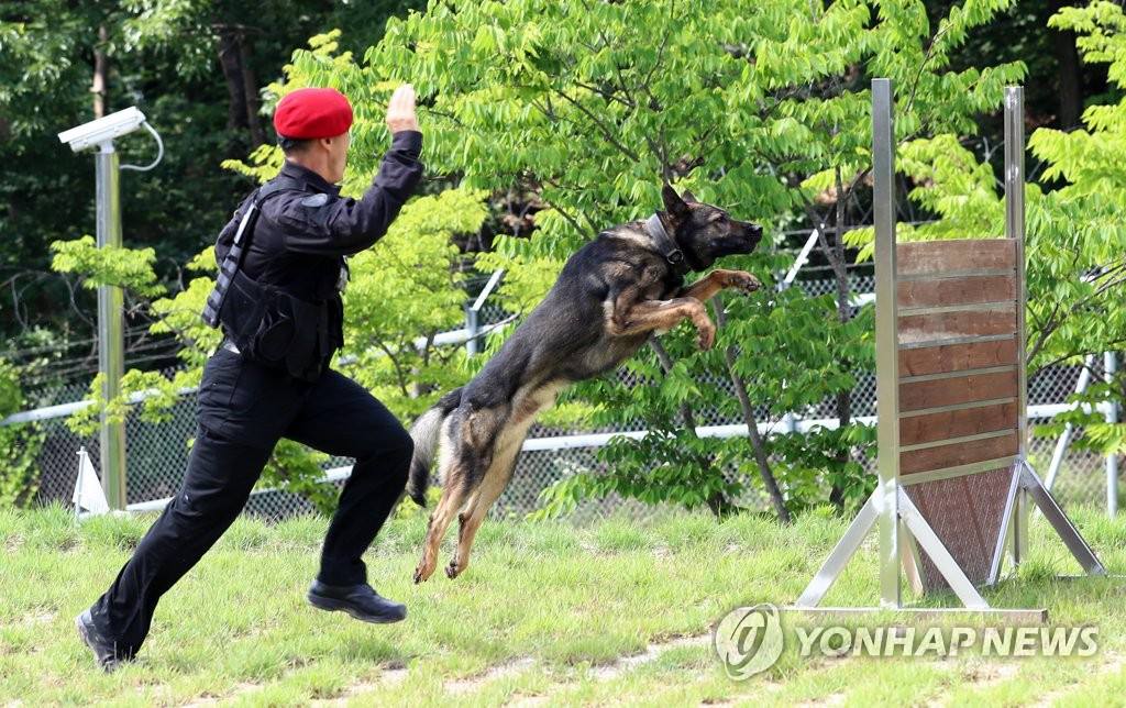 6月11日下午，在大田市儒城区细洞警犬综合训练中心，训导员正在指导警犬越过障碍物。