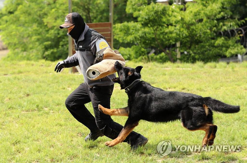 6月11日下午，在大田市儒城區細洞警犬綜合訓練中心，訓導員帶著警犬進行抓捕恐怖分子訓練。