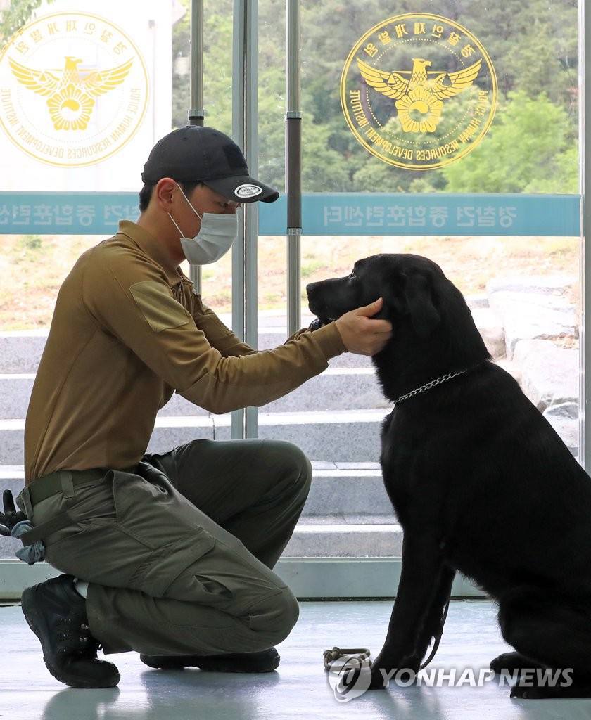 6月11日下午，在大田市儒城區細洞警犬綜合訓練中心，訓導員與警犬對視。