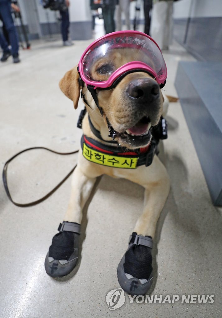6月11日下午，在大田市儒城區細洞警犬綜合訓練中心，一隻全副武裝的警犬准備參加實地訓練。