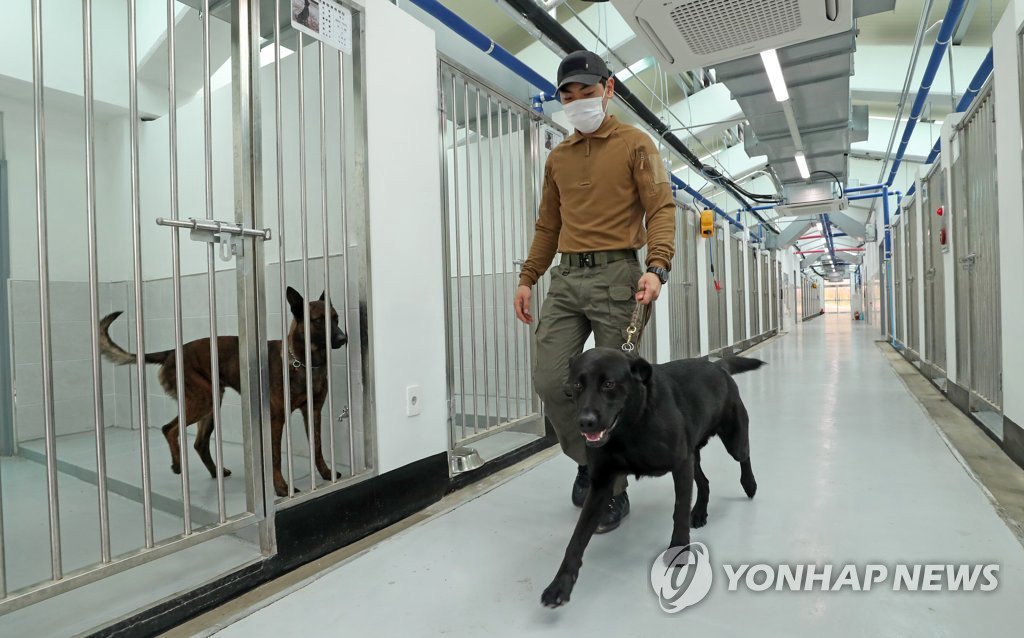 6月11日下午，在大田市儒城區細洞警犬綜合訓練中心，訓導員帶領一隻警犬前行。