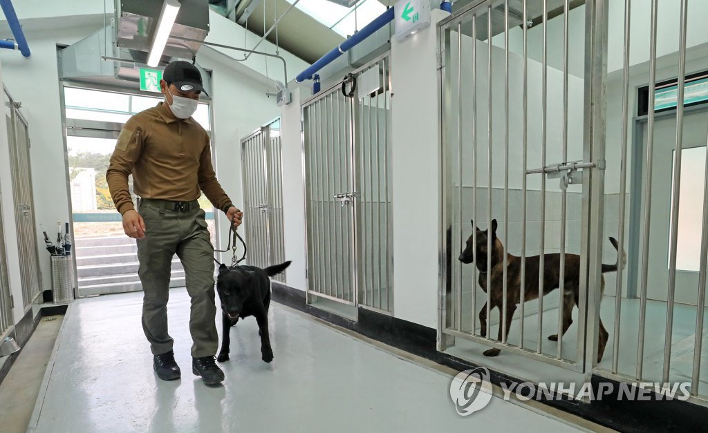 6月11日下午，在大田市儒城區細洞警犬綜合訓練中心，訓導員帶領一隻警犬前行。