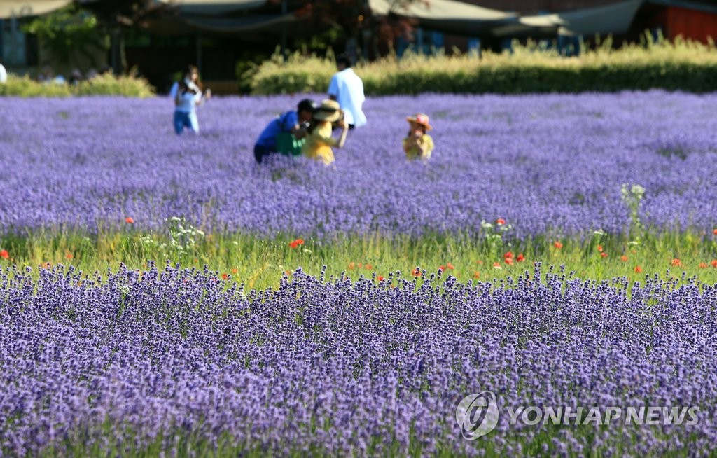 在HANI薰衣草農場裡，游客們在盛開的薰衣草花海中徜徉。