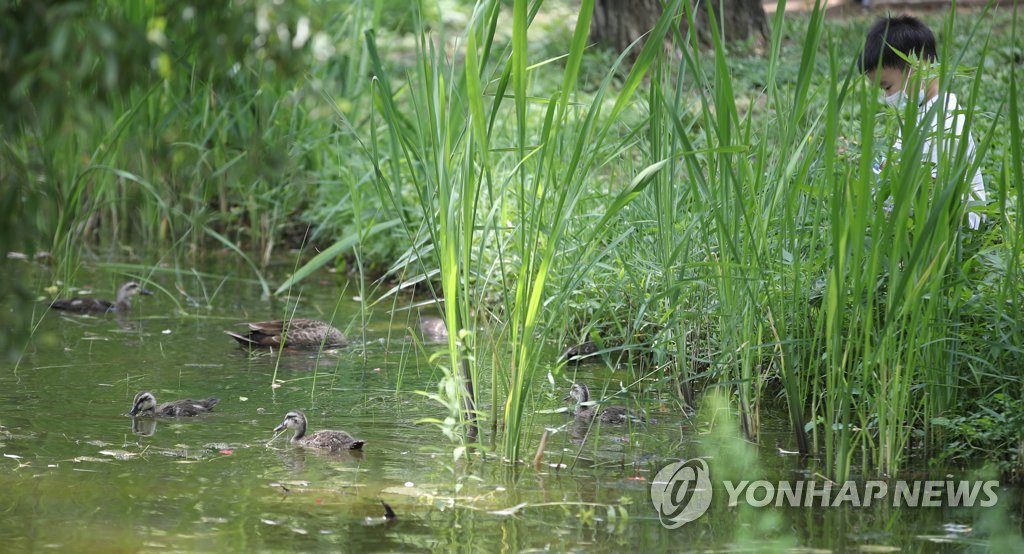6月28日下午，在首爾市城東區首爾林，一群鴨子在水池裡游動。