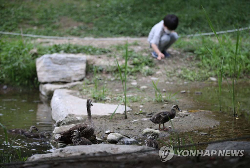 6月28日下午，在首爾市城東區首爾林，一群鴨子在岸上休息。