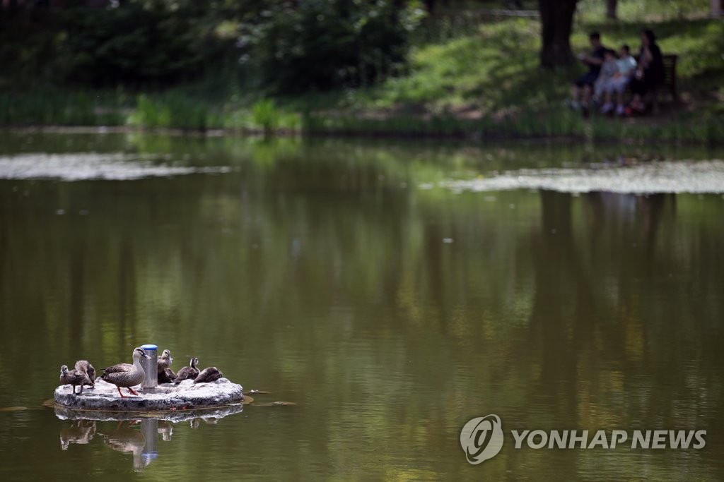 6月28日下午，在首爾市城東區首爾林，一群鴨子在湖中央休息。