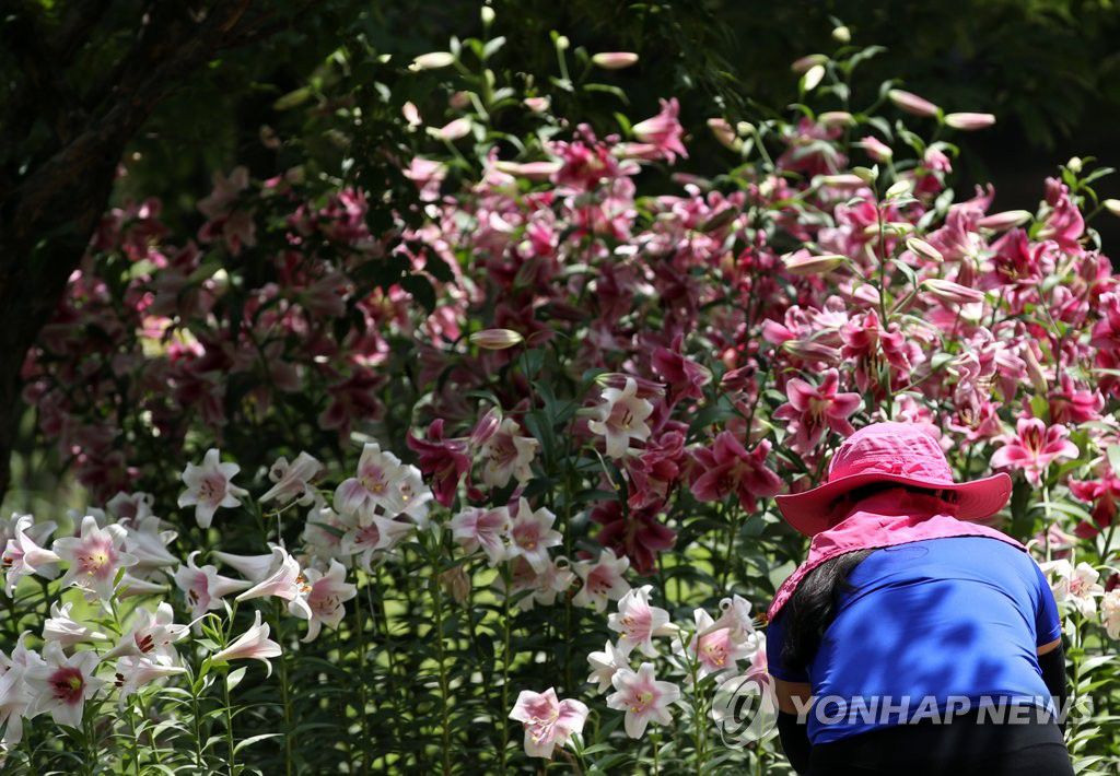 6月28日下午，在首爾市城東區首爾林，一位市民正欣賞盛開的百合花。