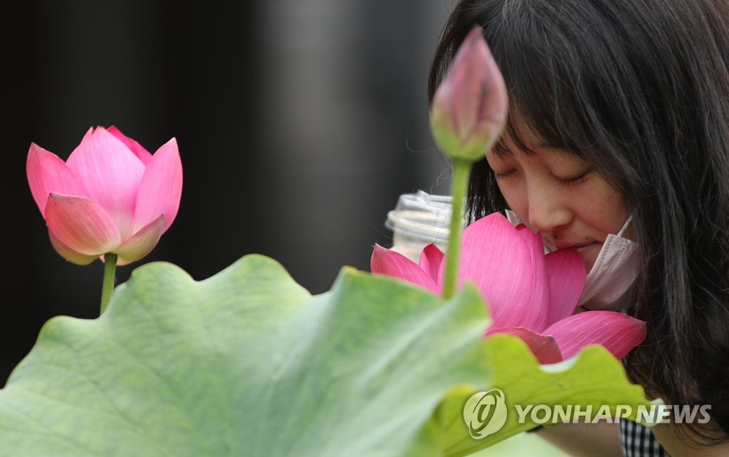 7月2日下午，在首爾市鐘路區的曹溪寺,一位市民在輕嗅荷花香。